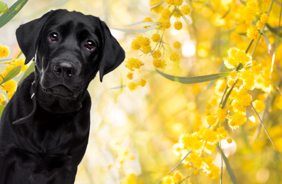 Emerging Lawyers Conference