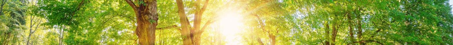 Sunrise-in-natural-1471597484-small